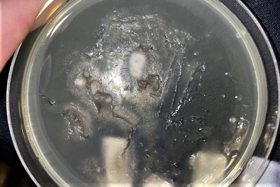 Mold exposure in Briggs: Two students sent to ER 