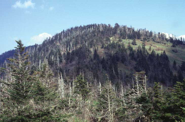 Kuwohi, which is part of the Great Smokey Mountains, located on the border of North Carolina and Tennessee.
